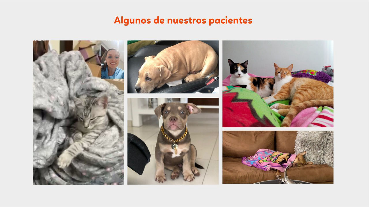 Entrenado de perros y gatos Medellín